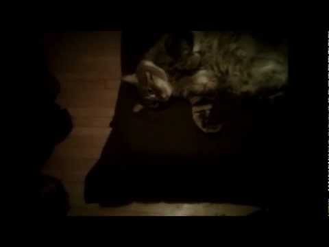 Stalin: paranormal activity