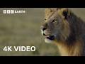 Epic Animal Battles Nature S Most Brutal Showdowns In 4K BBC Earth