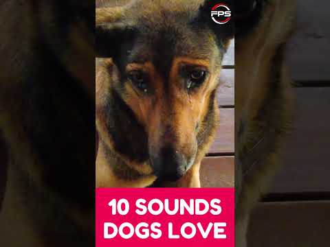 10 Sounds that dogs love to hear #shorts #dogsounds