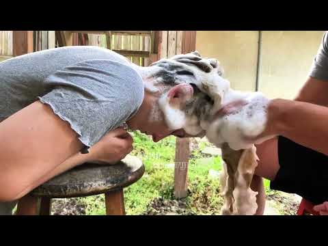 ASMR Sudsy Hair Shampoo for Relaxation!