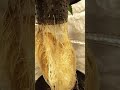 18 ONLY Hydro Update Growing With RJ Flahr