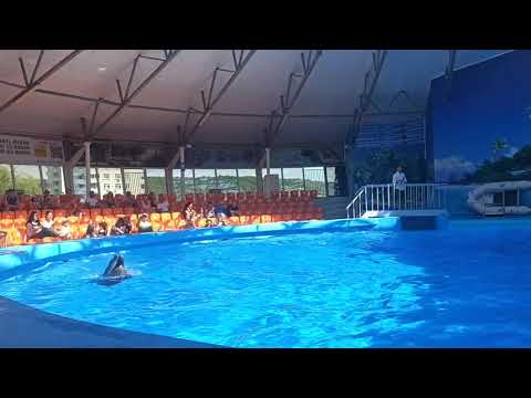 Танец дельфинов 🐬, Мари и Эрик❤️