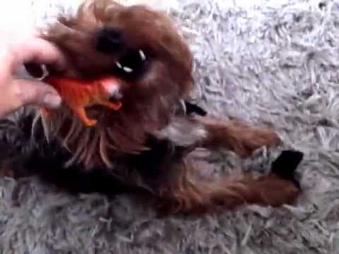 Tigres y leones atacan a un perro Yorkshire pulgoso jajajaja
