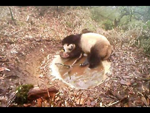 Wild Panda Footages Recorded in Southwest China's Nature Reserve
