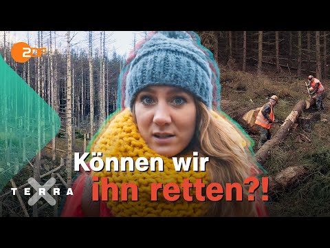 Wie sieht unser Wald in Zukunft aus?