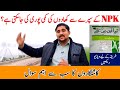 NPK Foliar Spray On Wheat Crop NPK Fertilizer Spray Benefit Foliar Fertilizer Application NPK