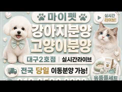 강아지분양 라이브❤️전국어디든분양가능❤️라이브 실시간 상담❤️ …