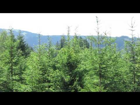 Czwarty stan skupienia