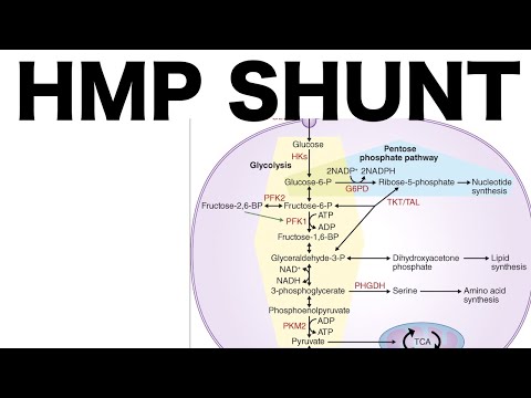 HMP Shunt (Pentose Pathway)