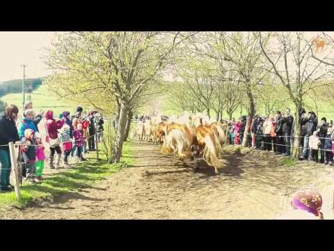 Weideauftrieb 24.04.2016 Haflinger Gestüt Meura