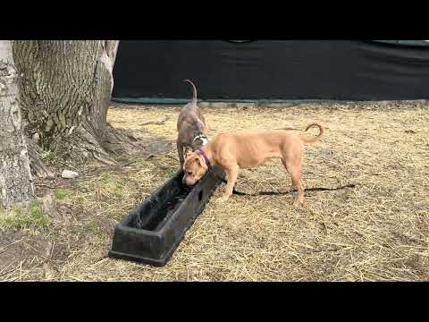 Cowbell, adoptable American Pit Bull Terrier / Bull Terrier at Chicago Animal Care and Control