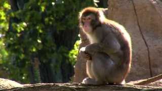 preview picture of video 'Snow Monkeys Back on Exhibit - Cincinnati Zoo'