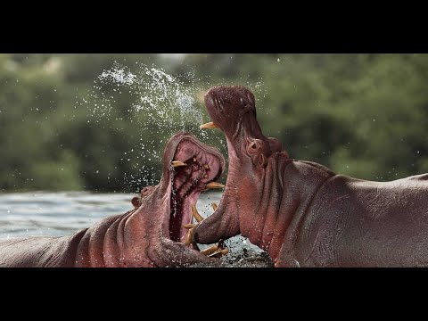 Hippo_Zbrush Sculpt