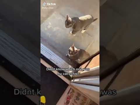 Cats Doing Funny Things Compilation   Cats being    CATS #shorts