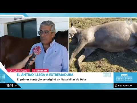 , title : '¿Qué está pasando con el ántrax en los equinos de Extremadura? | A esta hora'