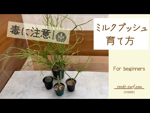 フィンガーブッシュ 植物