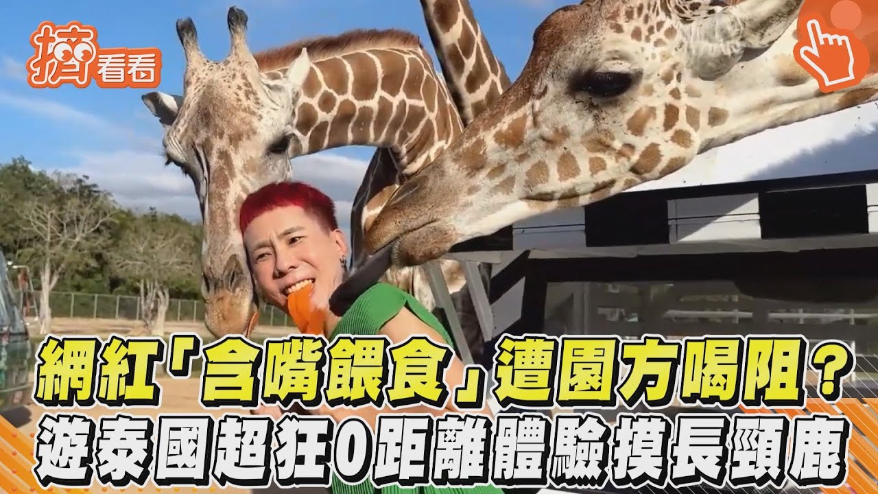 影音／網紅「含嘴餵食」遭園方喝阻？遊泰國超狂0距離體驗摸長頸鹿
