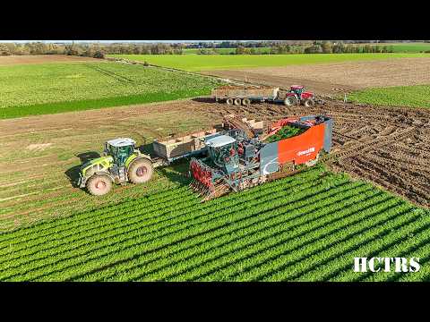Dewulf ZKIV - 4 rows of carrots gone in one haul!