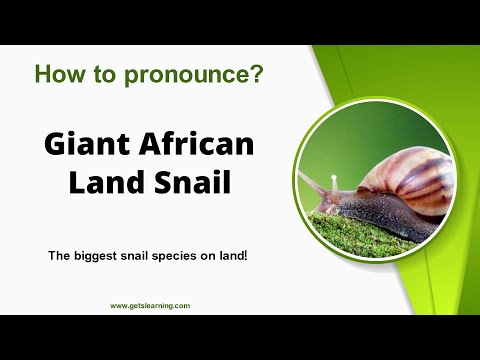 How to pronounce (Giant African Land Snail) in English Correctly