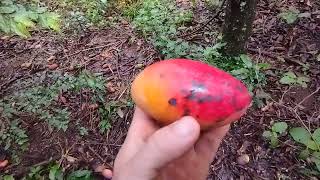Miniatura do vídeo