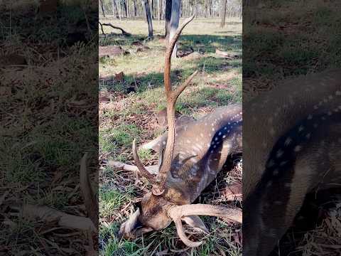 Chital / Axis Deer Bowhunt 🏹💥