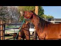 Hand Breeding A Mare With Young Stallion Riggs