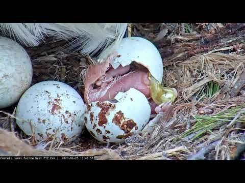 Amazing Look at First #CornellHawks Hatchling of 2020! | Cornell Lab – April 25, 2020