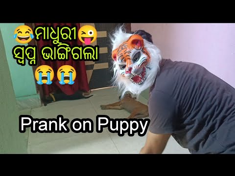 Watch and Laugh as This Puppy Gets Pranked with a Tiger Mask!