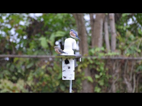 Beavercreek, OH Bluebird Nest Box - 7/26/21 BDay 11 Night