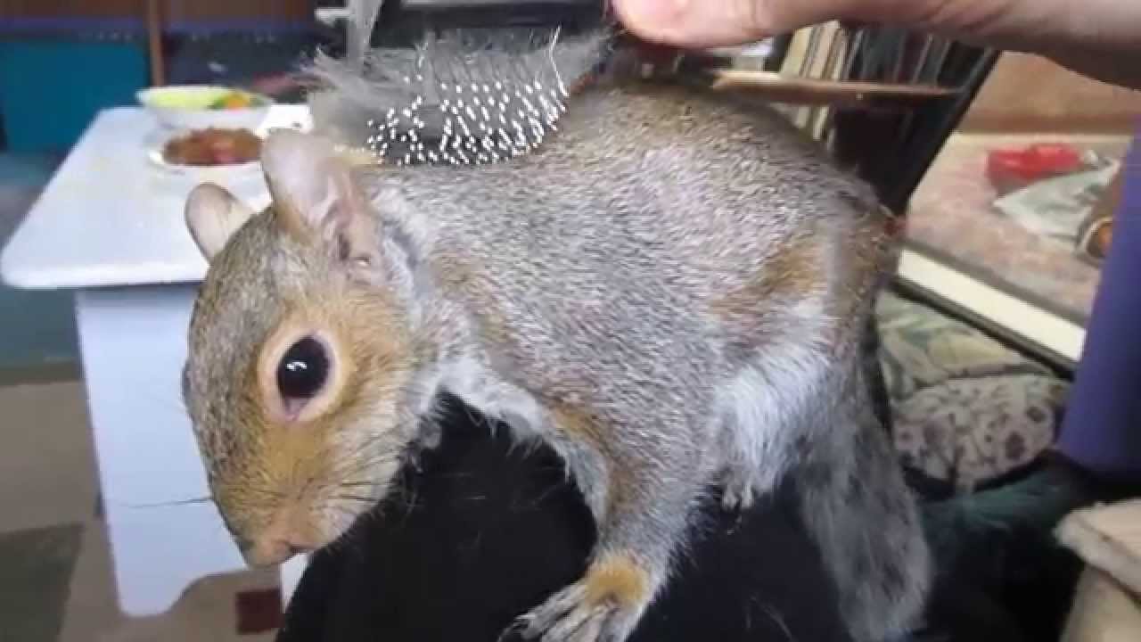 Sammy Squirrel's brush and tickle time - The Movie