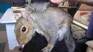 Sammy Squirrel's brush and tickle time - The Movie