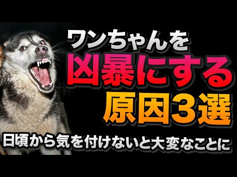 私の犬はとても乱暴に遊んでいます - 原因と解決策