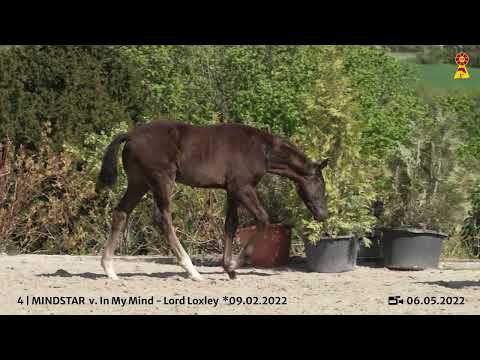 Lot 4 - Hengstfohlen v. In My Mind/Lord Loxley