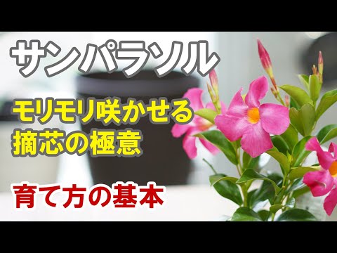 ディプラデニアの切断: これが剪定の仕組みです 植物