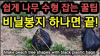 검정 비닐봉지로 복숭아 가지 수형 쉽게 잡기. Make peach tree shapes with black …
