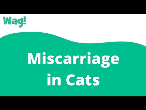Miscarriage in Cats | Wag!