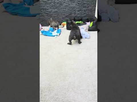 Video 4