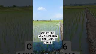 Download lagu PADI CIBATU 06 MIX CIHERANG BERUANG. #trending #trendingshorts #farmers #agriculture #rice fields mp3