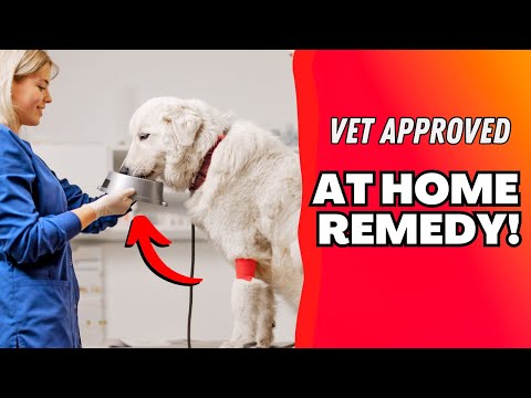 5 Ways to STOP Gut Issues & Diarrhea at HOME! 👉 Vet Approved!