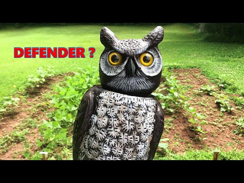 2nd YouTube video about are squirrels afraid of owls