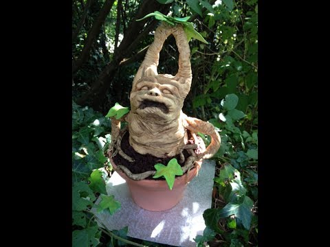 How to Grow Your Own Mandrakes! Also Belladonna!