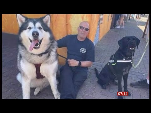 Dog owner on life with a 13-stone Alaskan Malamute that grew and grew (fun story) (UK) 14/Oct/2025