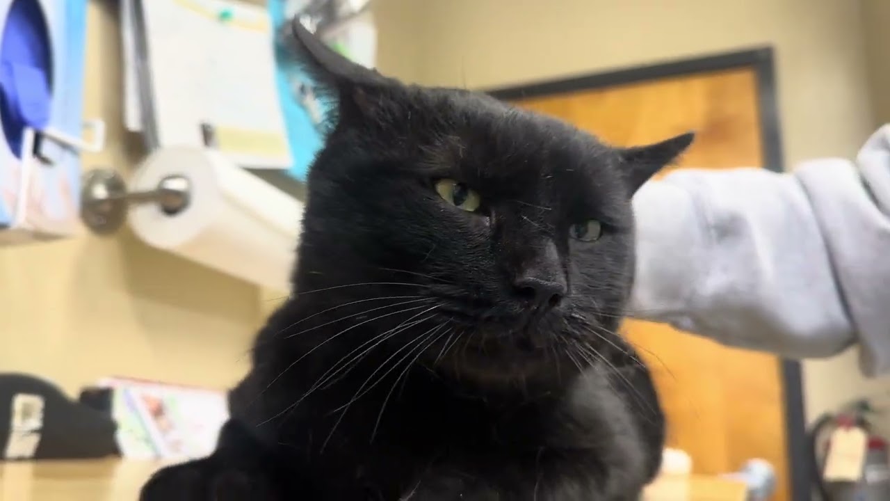 Enlarge Rod Courtesy Post , a ADOPTABLE Domestic Short Hair in Clifton, NJ video 4/5