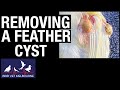 Removing feather cysts from a canary's wing at Bird Vet Melbourne