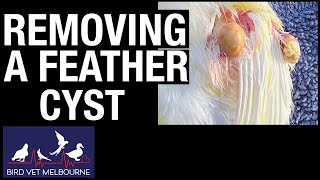 Removing feather cysts from a canary