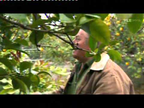 Maailman talouskriisi - Valuutat