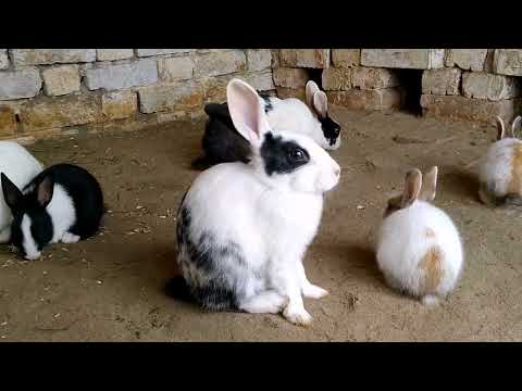 cute rabbits and bunnies