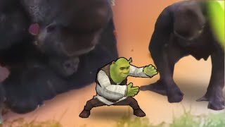 Shrek  vs Gorillas