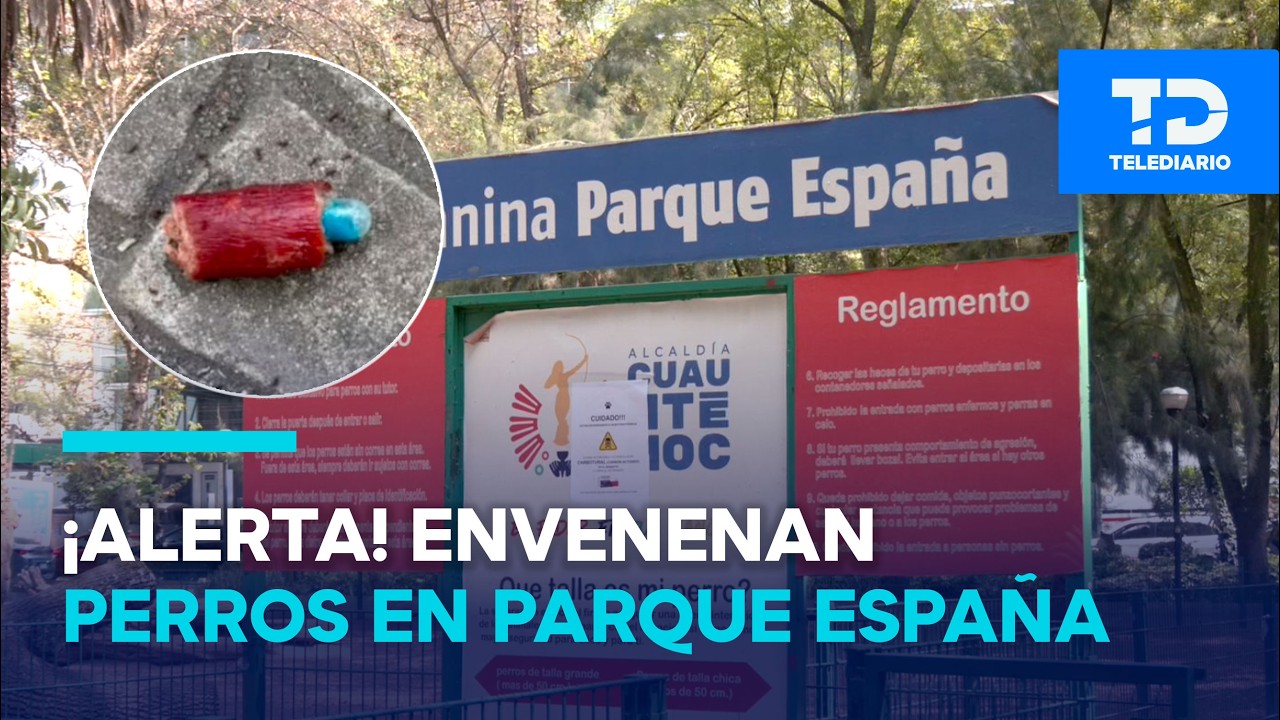 ¡Los envenenaron! Perritos son hospitalizados tras paseo en Parque España; hallan carne con cápsulas