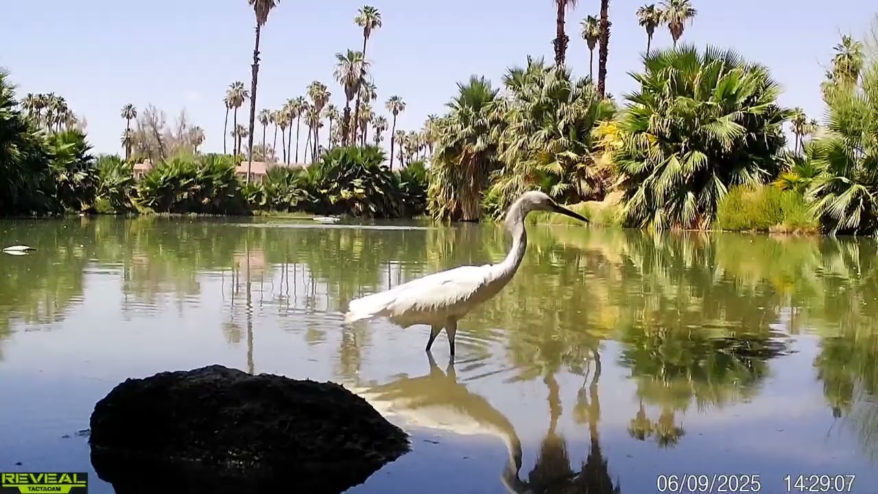 S3E33: Pond life...a minute of wildlife moments at the water's edge
